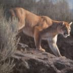 Mountain Lion