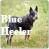 Blue Heeler