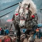 Draft Horse