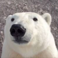 polar bear project